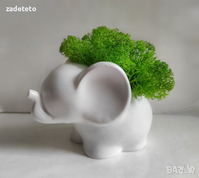 Слонче със Скандинавски мъх , снимка 1