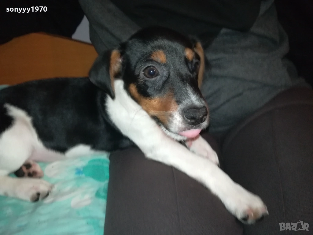 КУТРЕ//ПАЛЕ ДЖАК РЪСЕЛ НА 3 МЕСЕЦА-МОМИЧЕ 2411251124, снимка 1