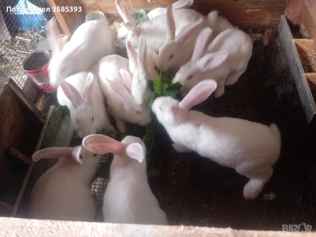 продавам зайци, снимка 1