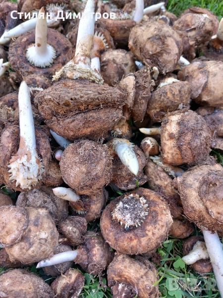 Прясна змийска хурка 120гр/15лв 2025г, снимка 1