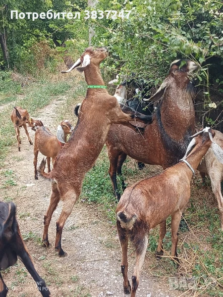чистопородни англонубийски пърчове , снимка 1