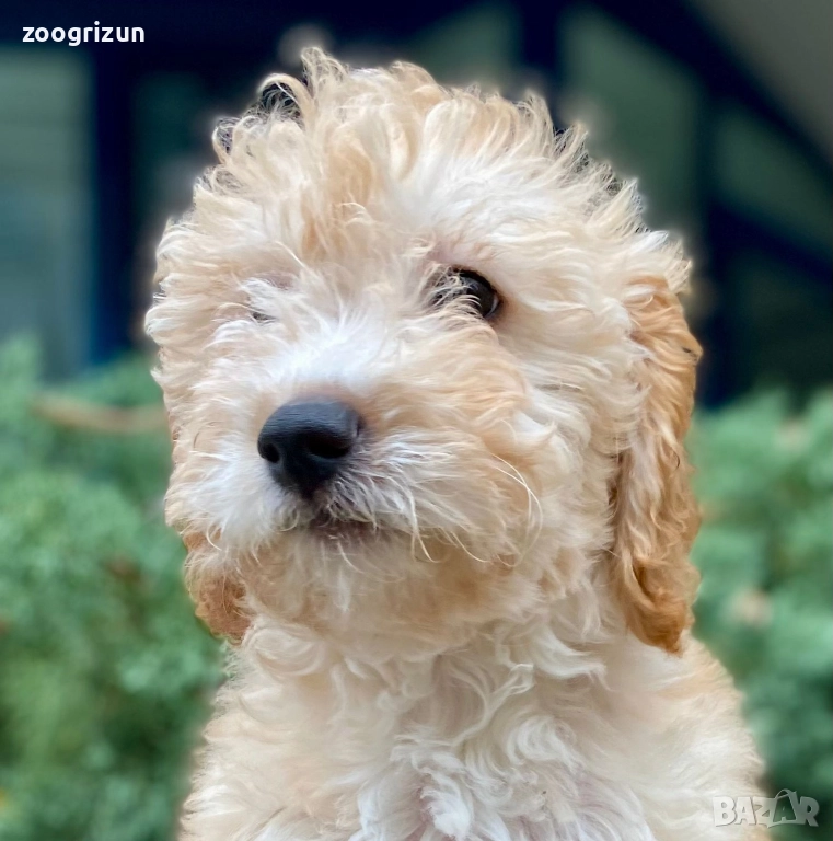 Малки пудели кавапу, снимка 1