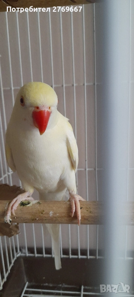 Малък Александър, снимка 1