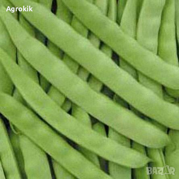 Семена плосък зелен фасул "ДЖИНА" 1 кг , снимка 1