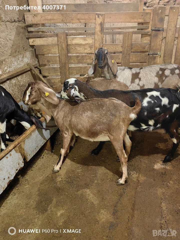 Чистокръвни англонубийски кози, снимка 1