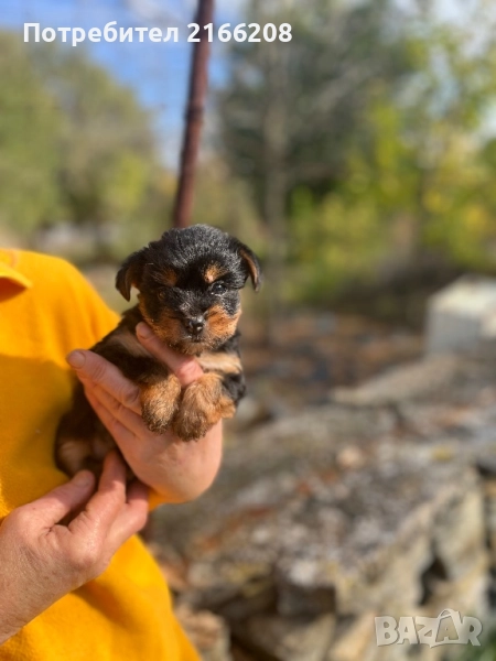 Йоркширски териер , снимка 1