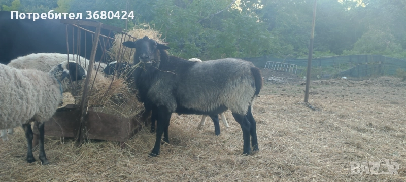 Романовски кич на 2 години , снимка 1