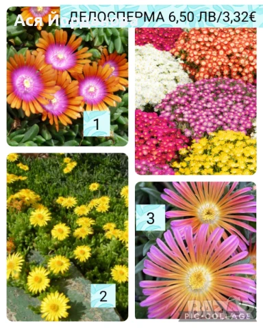 Градински цветя и храсти, снимка 1