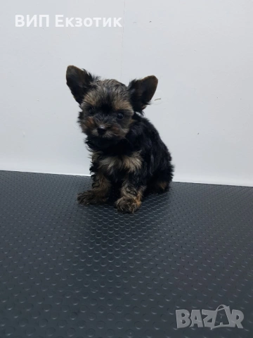 ПРОДАВА ЙОРКШИРСКИ ТЕРИЕР