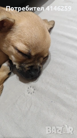 Продавам чистокръвно чихуахуа, снимка 7 - Чихуахуа - 53026554