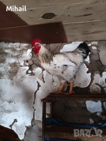 Продавам петли, снимка 2 - Кокошки и пуйки - 53222117