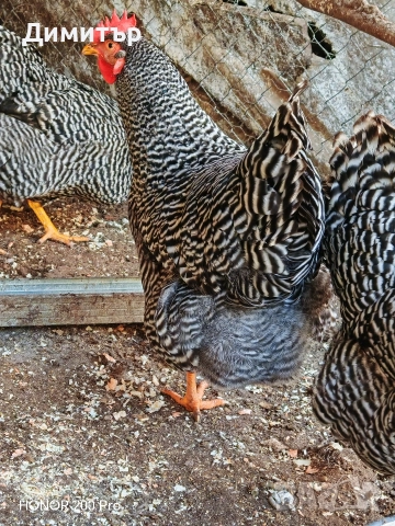 Разплодни яйца от Амрок, снимка 2 - Кокошки и пуйки - 52615792