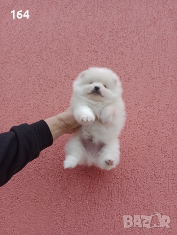 Бели Померани. Реални снимки от 05.01.26 г. , снимка 9 - Померан - 52932932