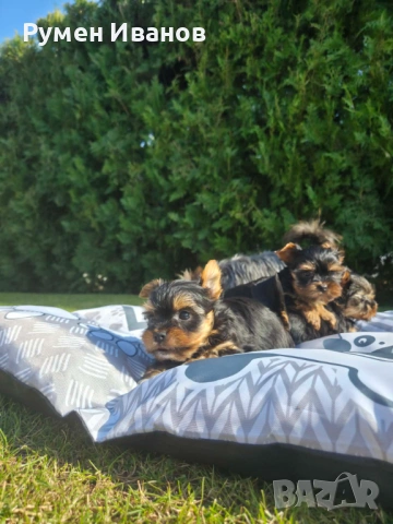 Съкровища малки, снимка 8 - Йоркширски териер - 53864715