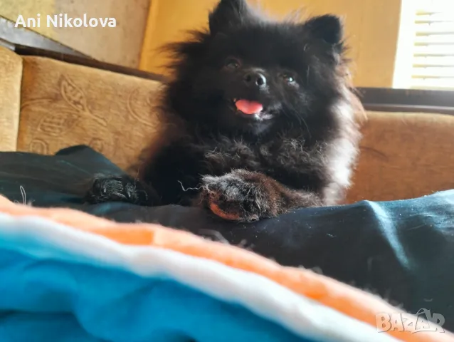 Мини померан женски, снимка 6 - Померан - 50411468