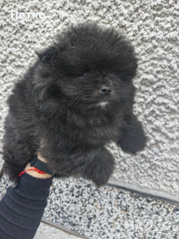 Мини померан