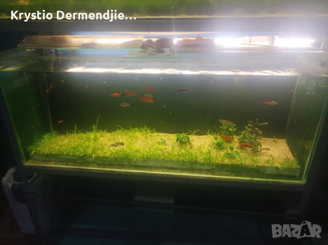 Продавам Аквариуми , снимка 2 - Рибки - 51069618