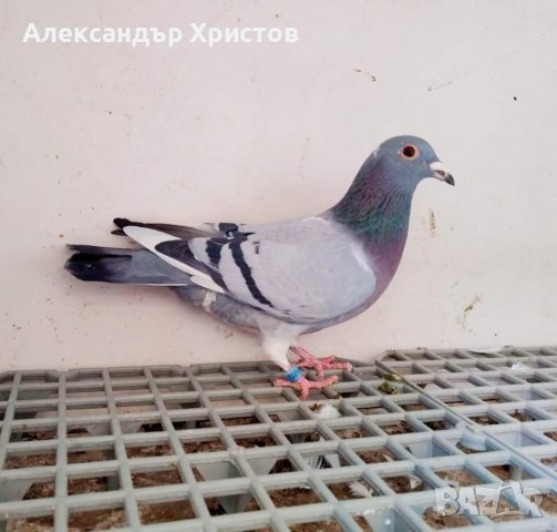 Спортни гълъби , снимка 14 - Гълъби - 30973040