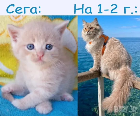 Сибирче, сибирска котка, сибирски котенца, сибирско коте, хипоалергично, момче крем, снимка 10 - Сибирски - 56181080