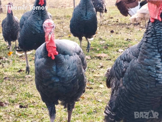продавам пуйки пуяци , снимка 3 - Кокошки и пуйки - 52247314