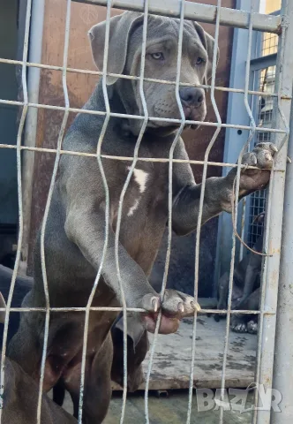 Американско Були Ххл American bully XXl , снимка 2 - Питбул - 56316424