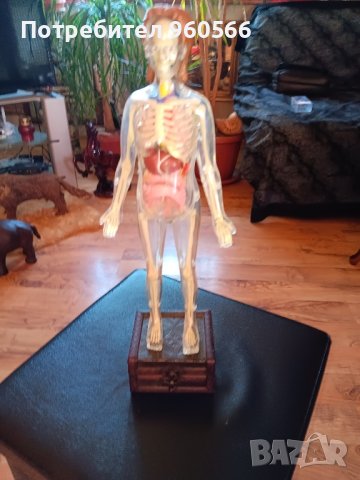 Светещ анатомичен макет, снимка 4 - Колекции - 44445665