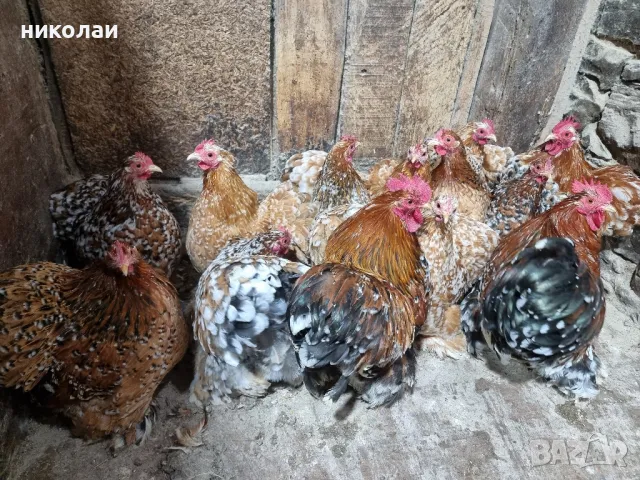 Продавам яйца от мини кохин порцелан, снимка 9 - други­ - 49700572