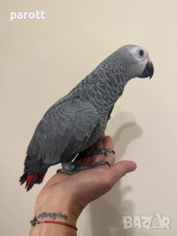 Ръчно хранен папагал Жако, снимка 6 - Папагали - 52794001