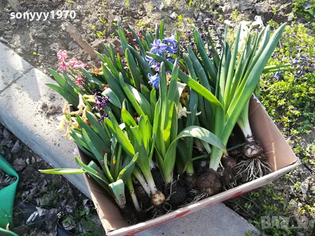 ЗЮМБЮЛИ В САКСИЯ С ПОЧВА 25ЛВ ЗА ЕДИН С ЛУКОВИЦА 1404250825