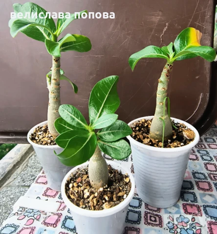 Комплект адениуми, снимка 1