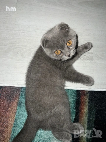 Шотландско клепоухо, снимка 8 - Британска късокосместа - 52860696