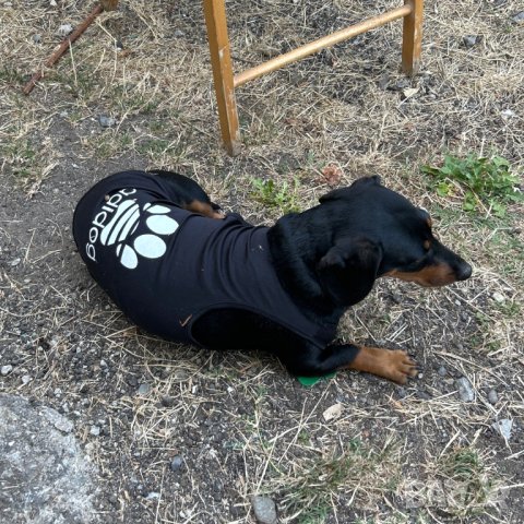 Тениски за кучета и котки. Дрехи за мъжко и женско куче. Блузка за куче. Кучешки дрехи. Адидог , снимка 11 - За кучета - 33081917