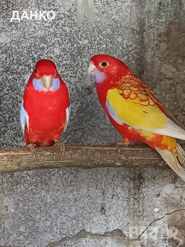 ПОСЛЕДНИ СВОБОДНИ ПЕНАНТОВИ РОЗЕЛИ-МУТАЦИЙ., снимка 2 - Папагали - 46568545