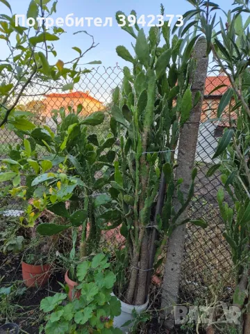 Кактуси , снимка 5 - Градински цветя и растения - 47459512