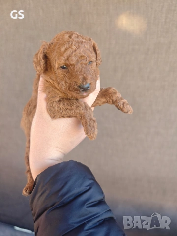 Пудел Той apricot , снимка 2 - Пудели - 53787642