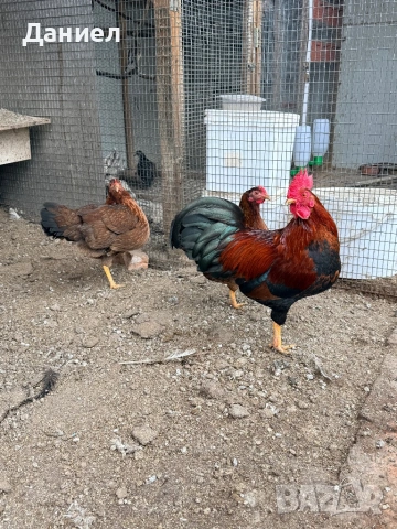 Велсумер джудже