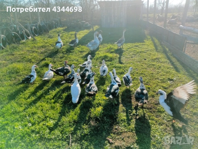 Мускусни(неми)патици