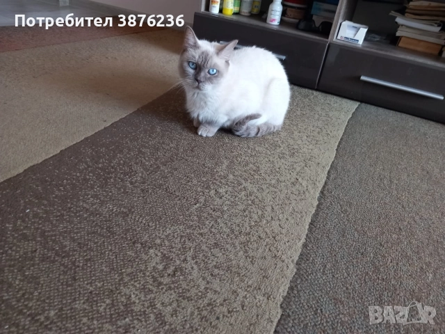 Колор пойнт, снимка 4 - Други - 52677006