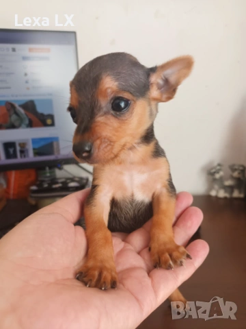 Мъжки мини пинчер