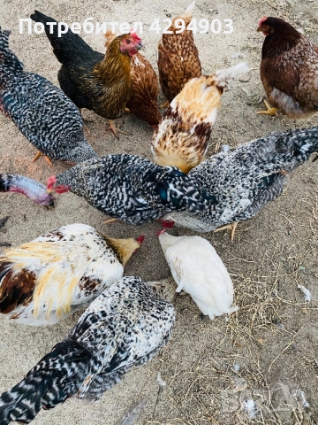 Петли и кокошки