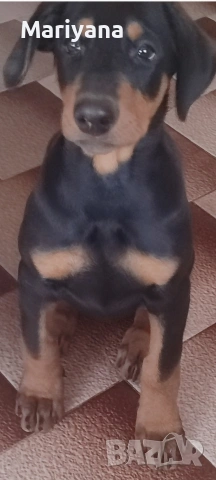 Продавам родословни добермани.Жендки и мъжки.Тел.0884276911, снимка 2 - Доберман - 53745178