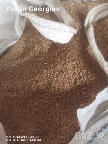 Продавам зърно, снимка 2 - За селскостопански - 53873335