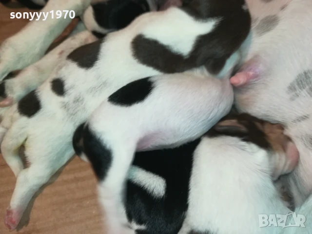 ДЖАК РЪСЕЛ-КУЧЕНЦА 1908251818, снимка 13 - Джак ръсел териер - 51420983