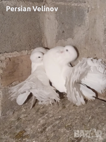 Продавам гълъби *