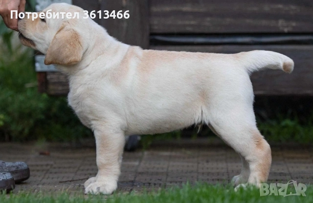 Чистокръвни Лабрадор ретривър 