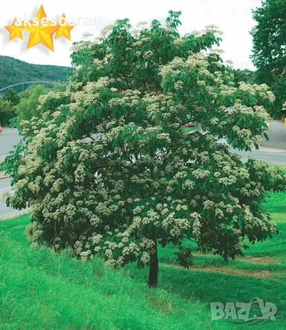 Продавам 400 висококачествени семена от медоносното дърво на пчеларя Еводия Даниели и разсад дръвчет, снимка 12 - Сортови семена и луковици - 49258651