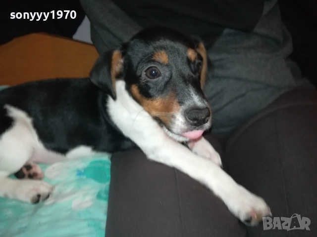 КУТРЕ//ПАЛЕ ДЖАК РЪСЕЛ НА 3 МЕСЕЦА-МОМИЧЕ 2411251124