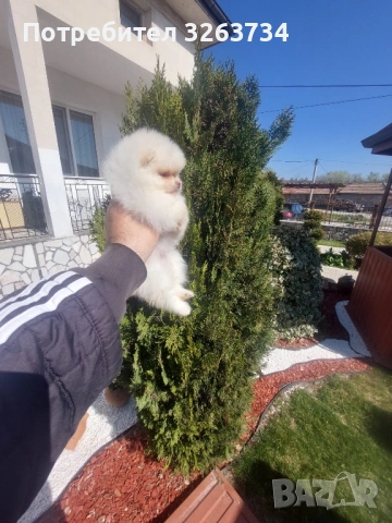 Игриви момиче и момче на 50 дни, снимка 2 - Померан - 53851540