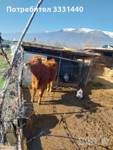 Продавам юница лимузин , снимка 5 - Крави - 53868380