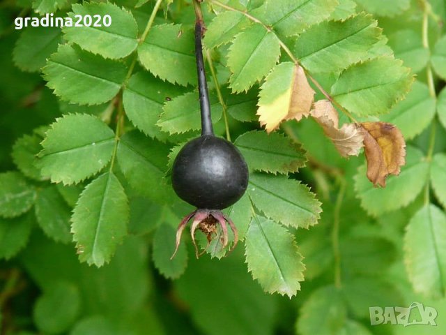 Чернa шипкa от диви рози